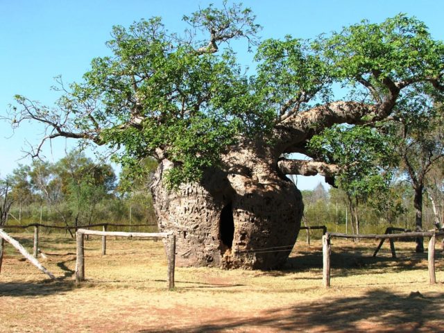 Boab-Prison-Tree