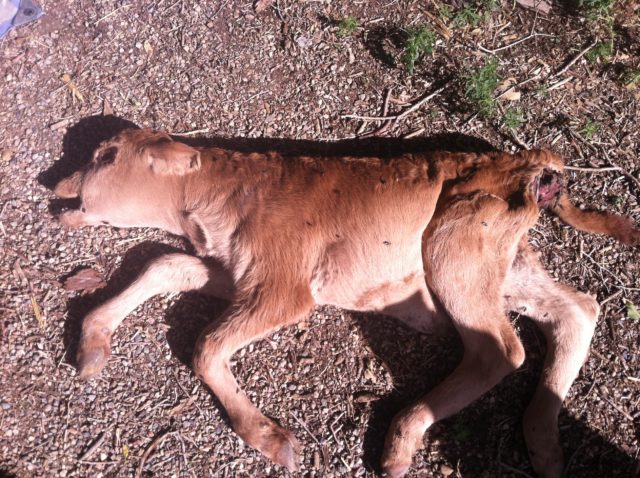 cattle-mutilation