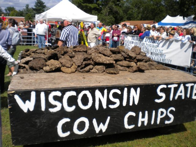 cow-chips