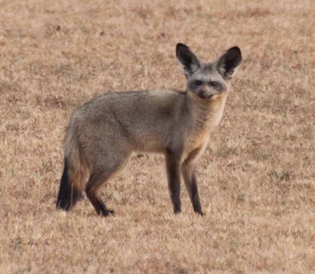 Bat-eared-fox