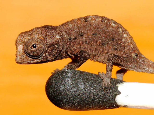 Brookesia-micra
