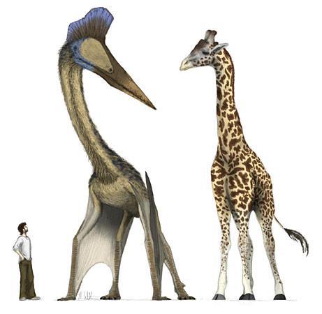 Hatzegopteryx-dinos