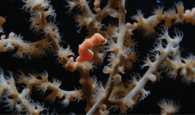 Hippocampus-Denise