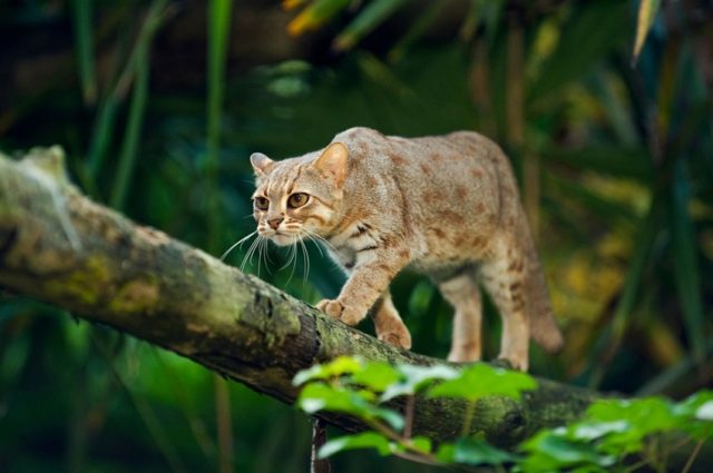 Rusty-Spotted-Cat