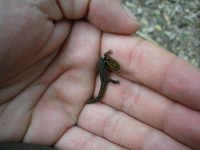 Sphaerodactylus-macrolepis