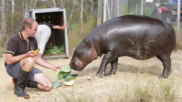 felix-the-pygmy-hippo