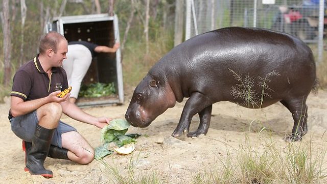 felix-the-pygmy-hippo