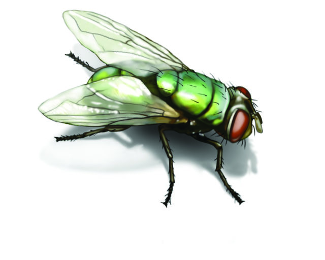 green-bottle-fly