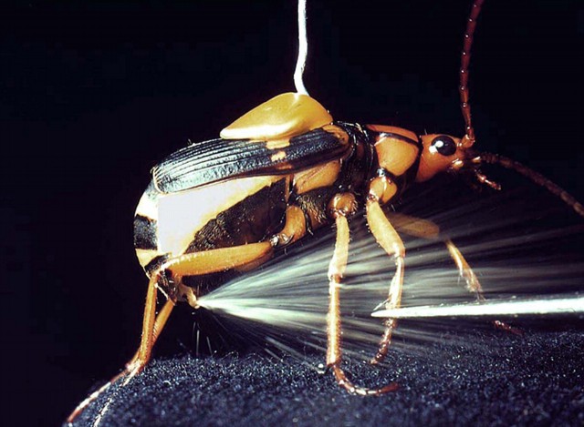 bompardier beetles