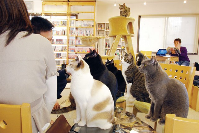 cafe-of-cats