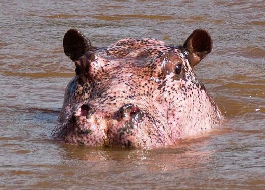 hippopotamus-sweat