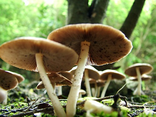 mushroom-headless