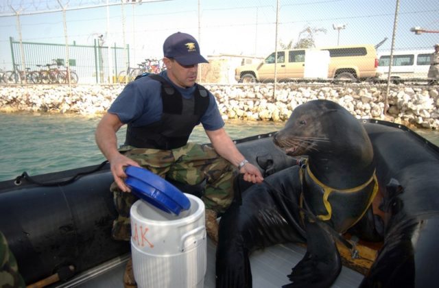 navy-sea-lions