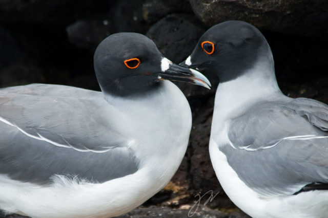 nocturnal-gulls