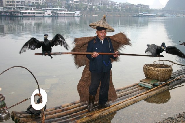 Cormorant-Fishing