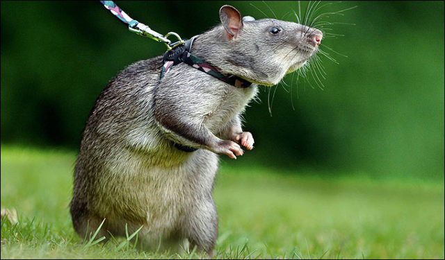 Rat-Sniffing-diseases
