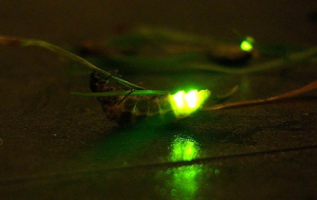 glow-worm