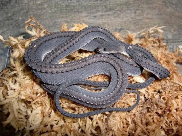 10 Weirdest Reptiles on the