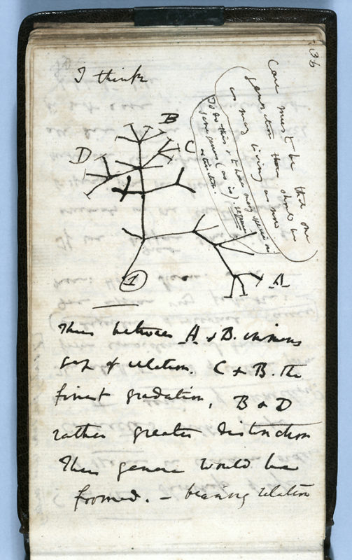 darwin-notebooks