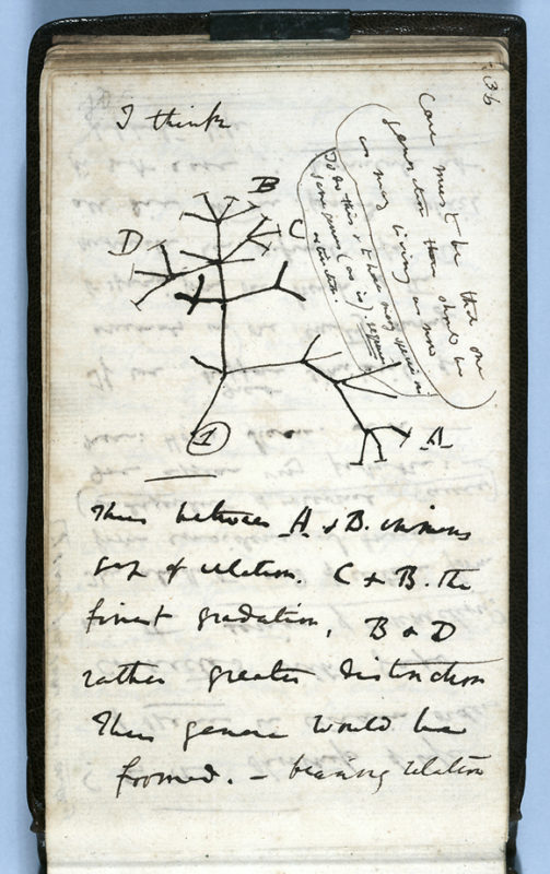 darwin-notebooks