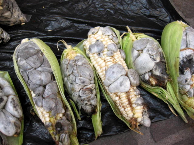 Huitlacoche-foods