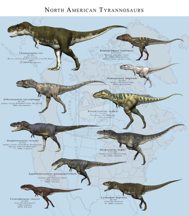 Many Species of T-Rex
