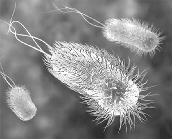 nonhumanbacteria-body