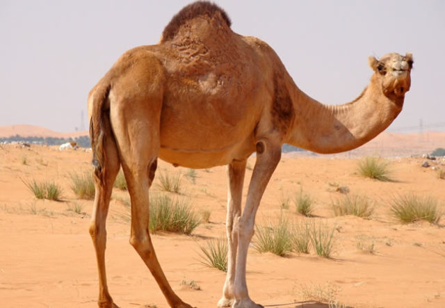 camel-barnyard