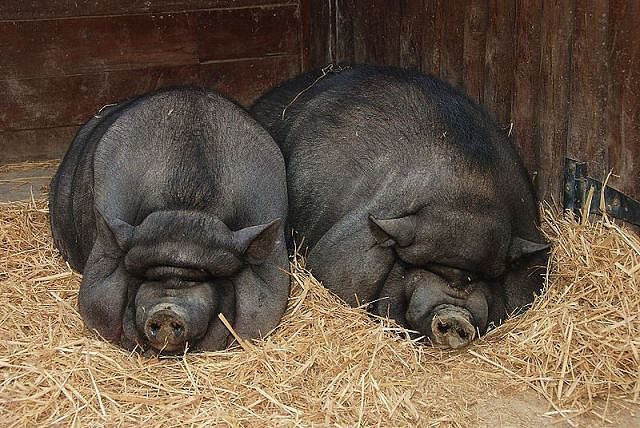 pig-barnyard