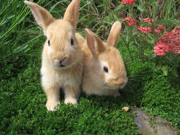 rabbit-barnyard
