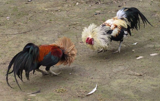rooster-barnyard
