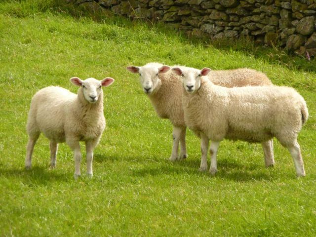 sheep-barnyard
