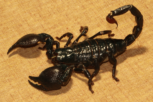 Emperor-Scorpion-mothers