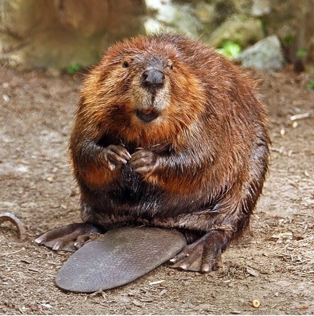 beaver-animals