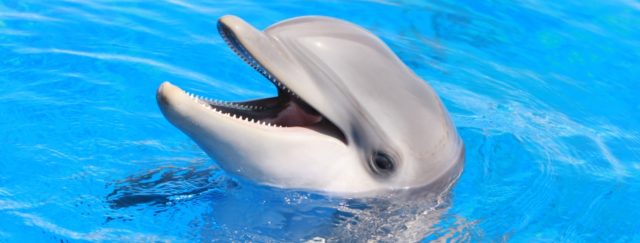dolphin-animals