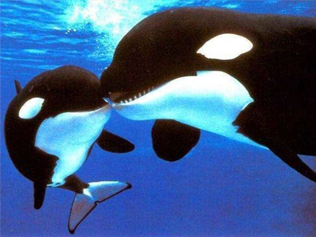 orcas-mothers
