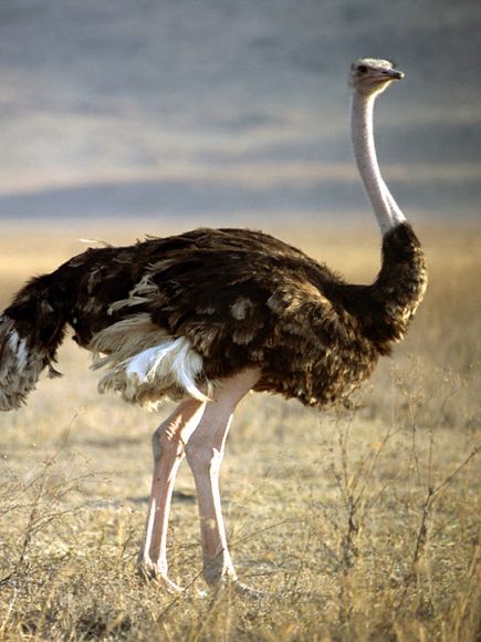 ostrich-animals
