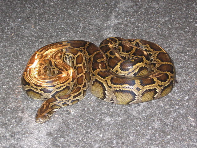 python-mothers