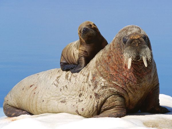 walrus-mothers