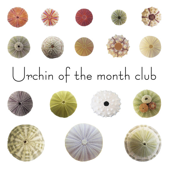 urchin-club