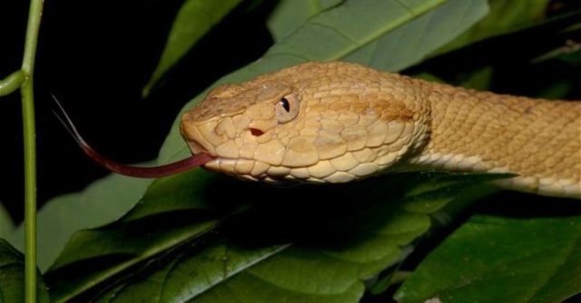 ARKive image GES038052 - Golden lancehead