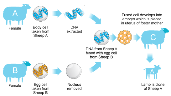 cloning-future