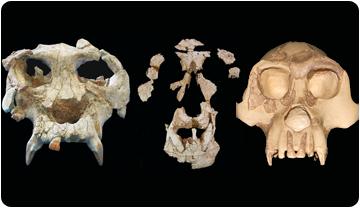 hominids-origins