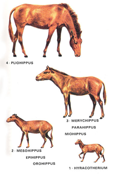 horses-origins