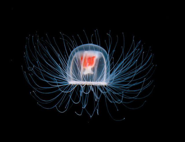 jellyfish-future