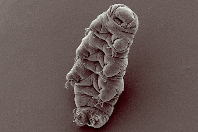 tardigrade