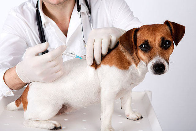 vaccinationdog