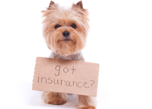 petinsurance