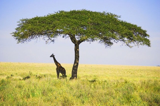 acacia