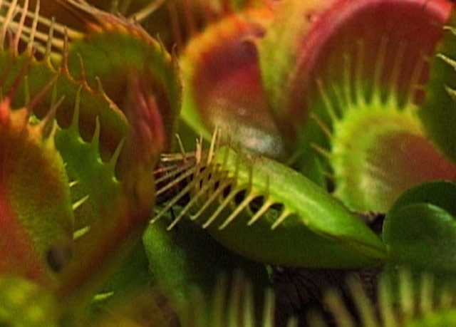 flytrap